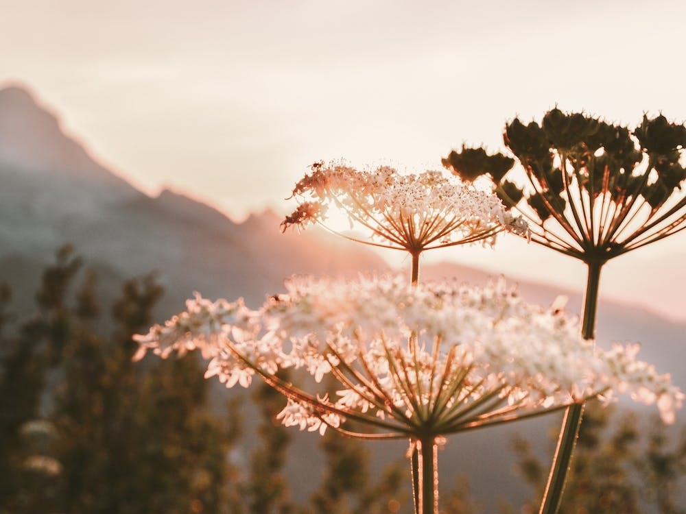 Wildflower Sunrise