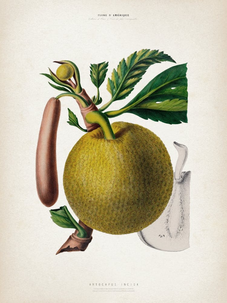 Vintage Denisse 7 Artocarpus Incisa