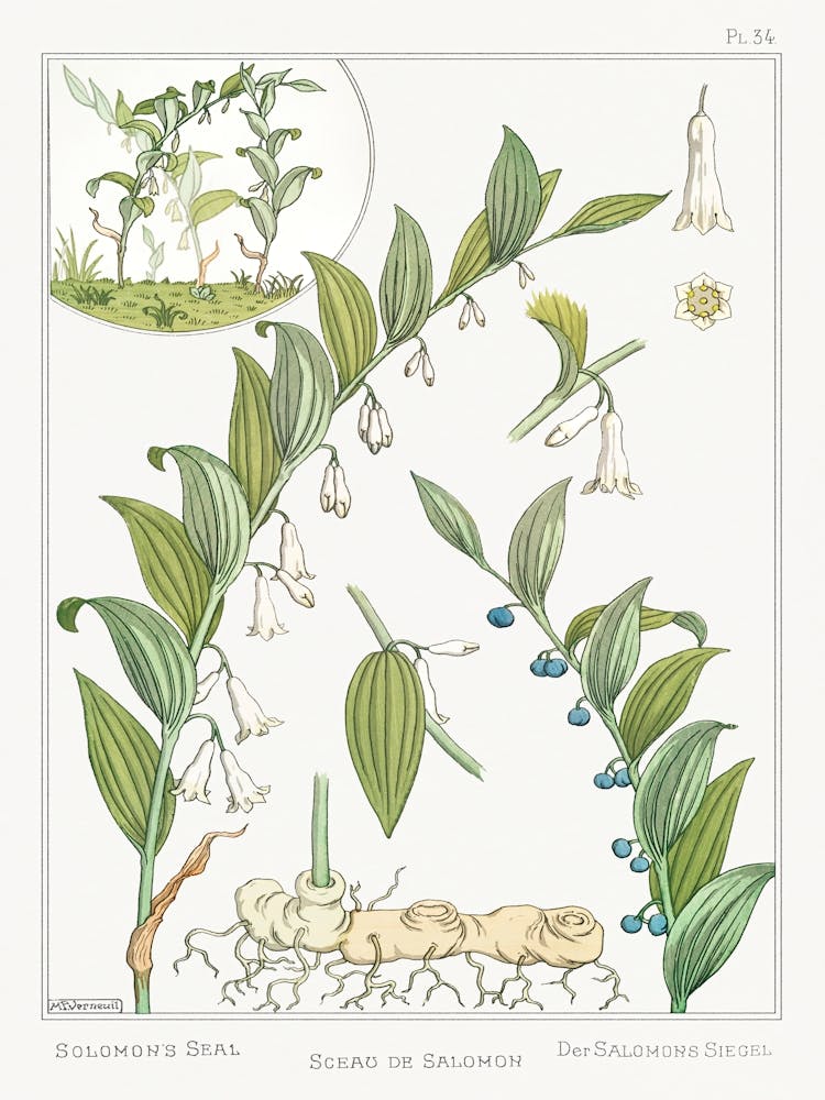 Seal Of Solomon From The Plant And Its Ornamental Applications (1896), Maurice Pillard Verneuil