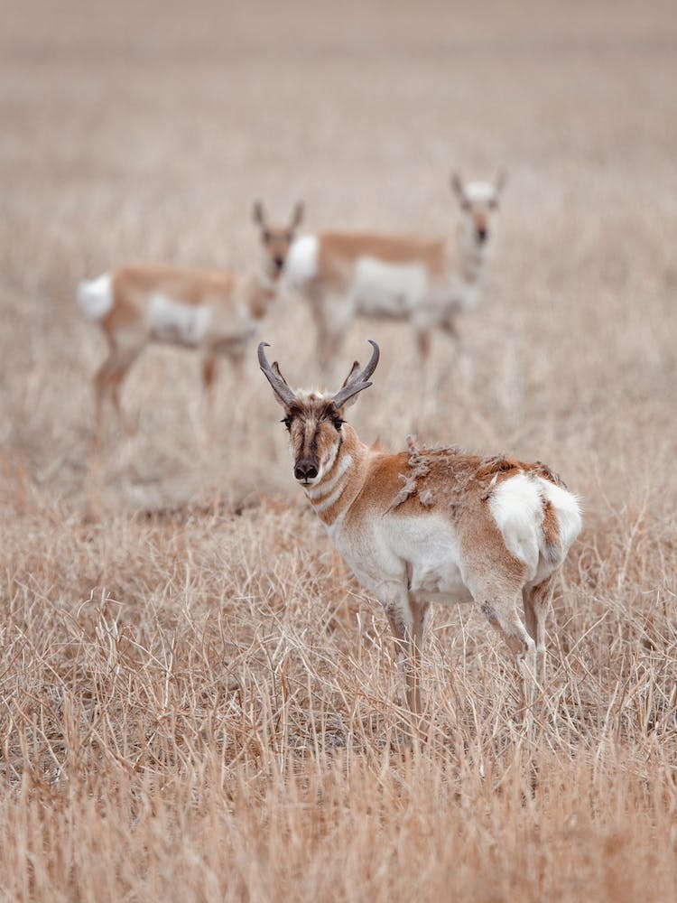 Shedding Pronghorn