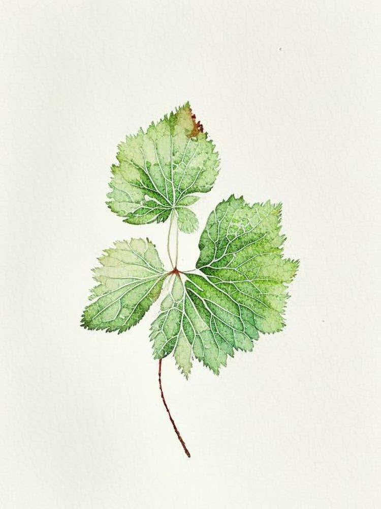 Thimbleberry Leaf Minimalist Watercolour