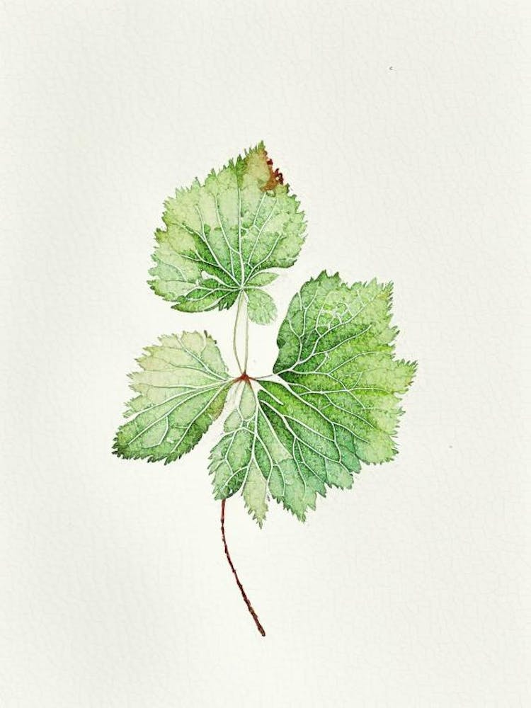 Thimbleberry Leaf Minimalist Watercolour