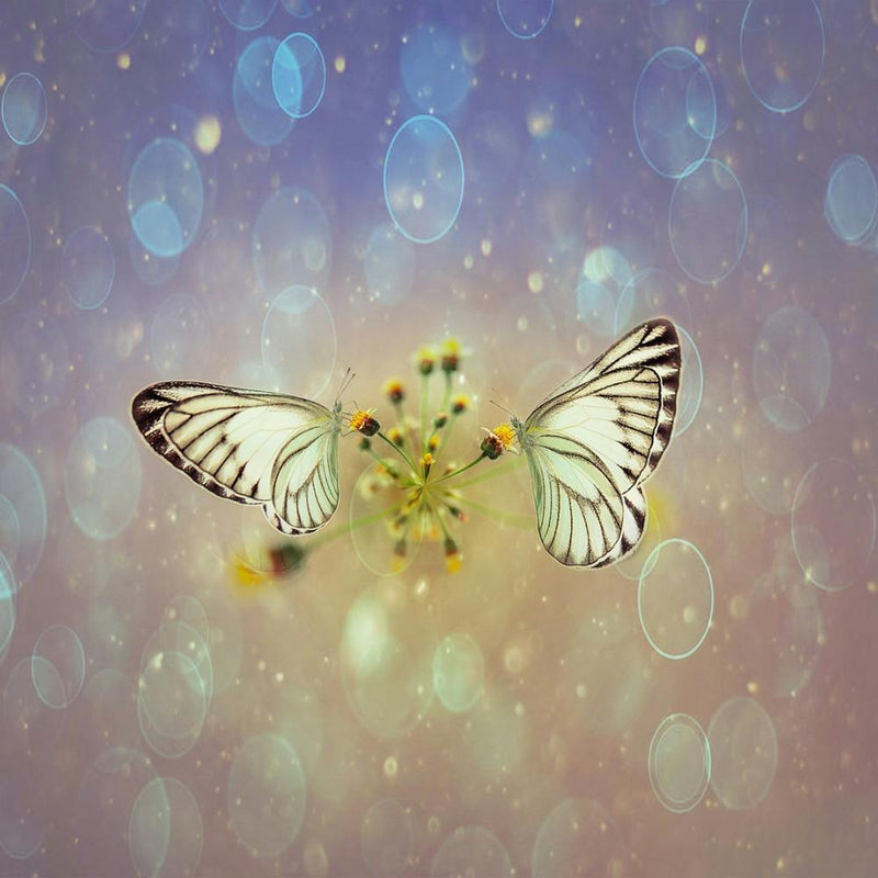Butterfly - Butterfly Stock Videos & Royalty-Free Footage