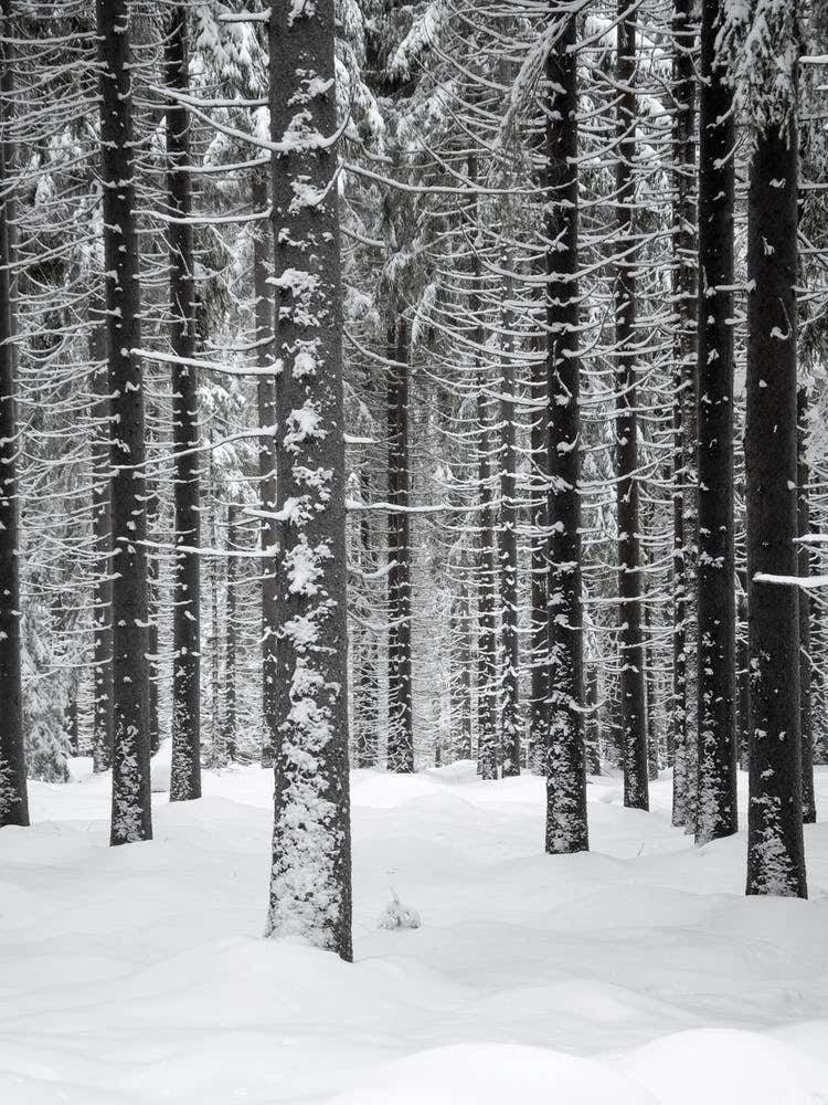 Deep Dark White Forest