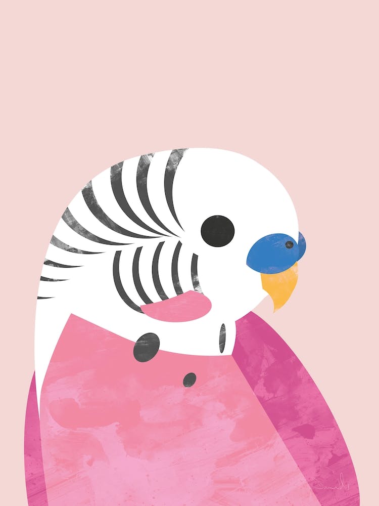 Budgie
