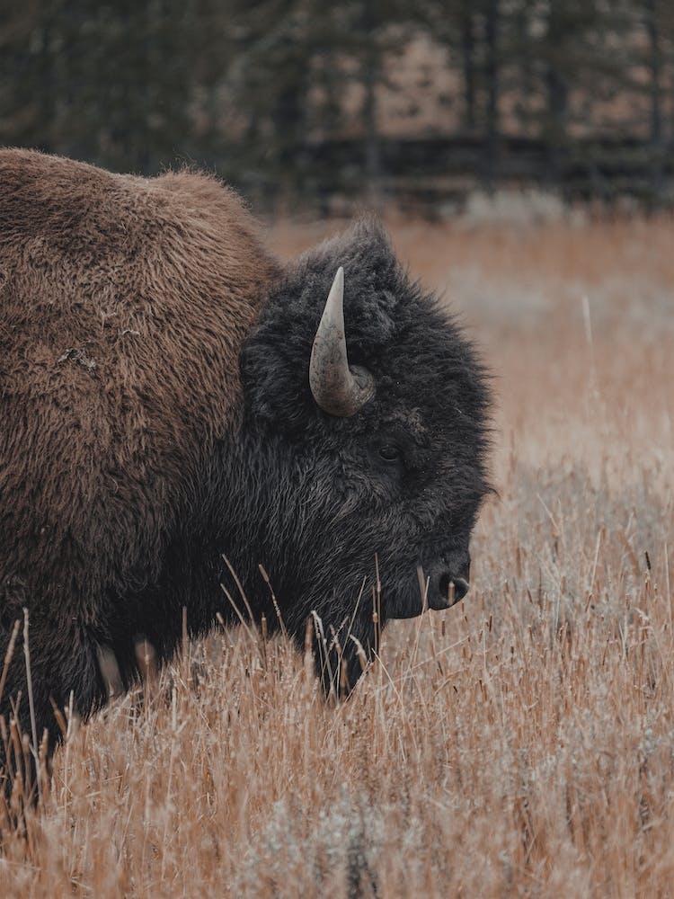 Wald-Bison