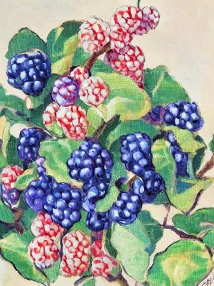 Mulberry 1 Vintage Sketch Fruit