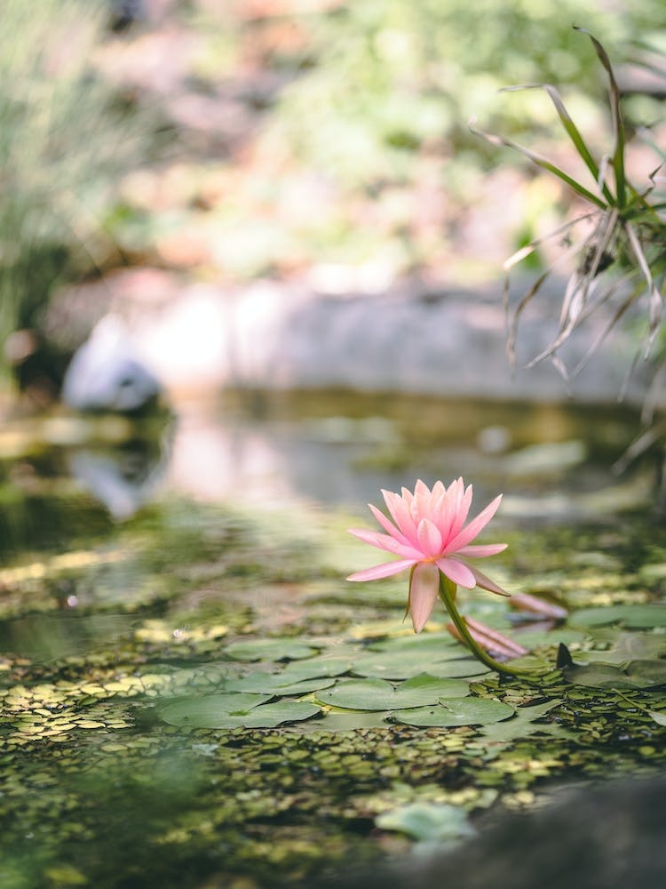 Water Lily In A Pond