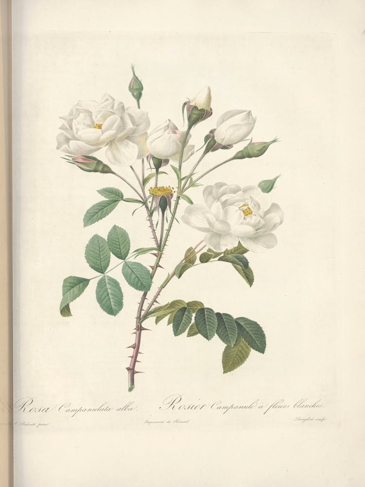 Rose Illustration, Pierre Joseph Redoute (5)