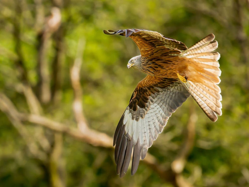 Autumn Red Kite