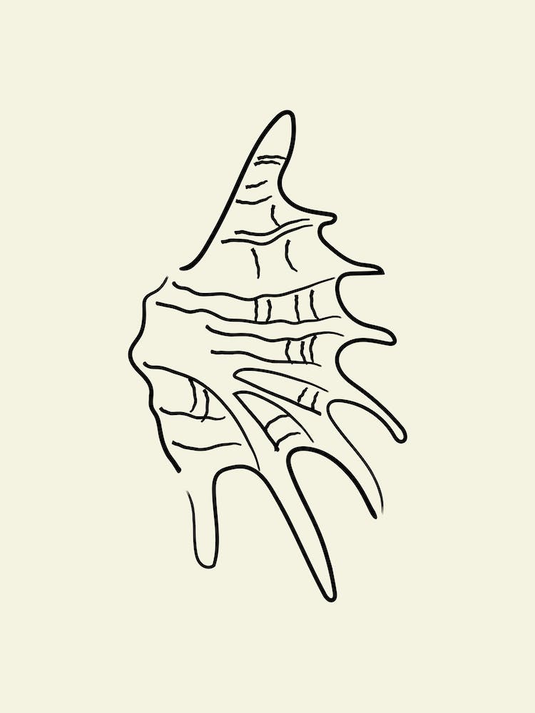 Seashell 2