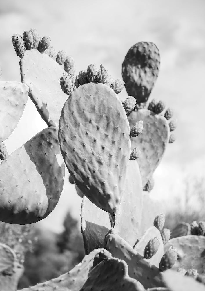 Cacti Cowboy 01