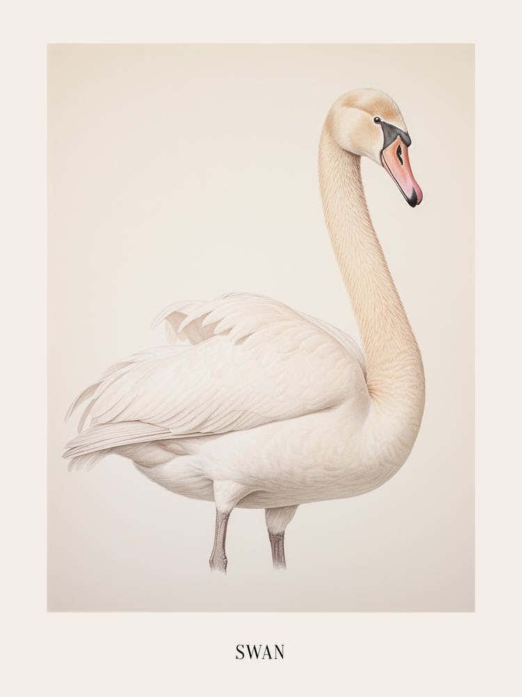 Vintage Bird Drawing Swan 1 Poster