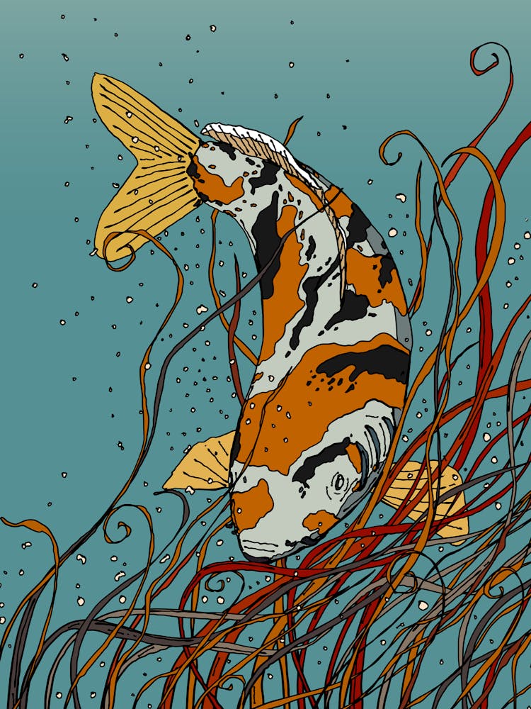 Koi Fish 2
