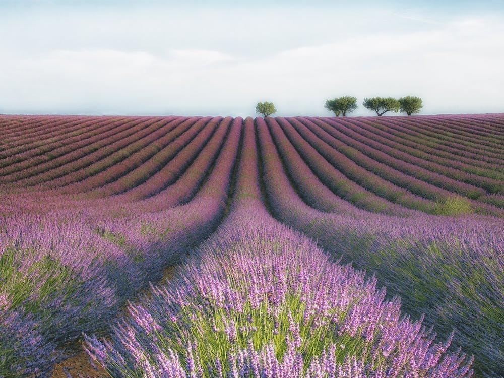 Velours De Lavender