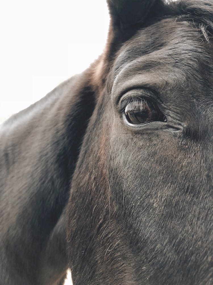 Black Horse