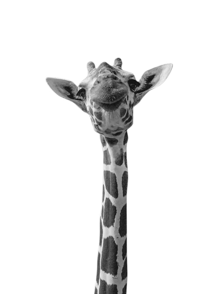 Giraffe Animal Portrait