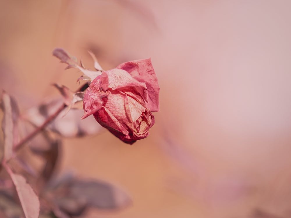 Fall Rose