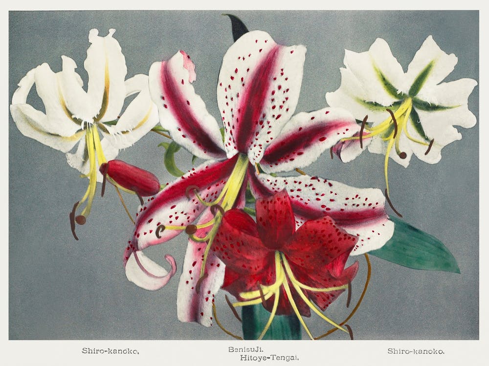 Lily, Hand Colored Collotype From Some Japanese Flowers (1898), Kazumasa Ogawa