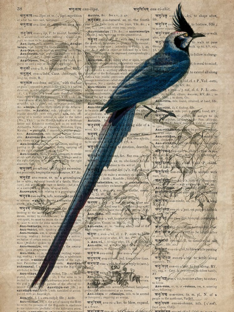Magpie Jay Dictionnaire Universel Dhistoire Naturelle