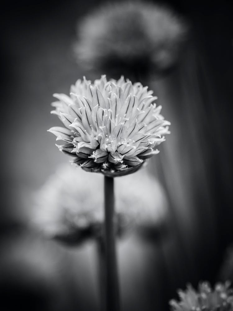 All Alone With My Thoughts Black And White 2