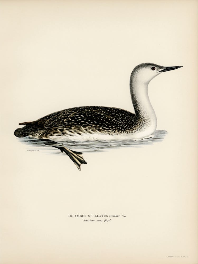 Red Thoated Loon, The Von Wright Brothers