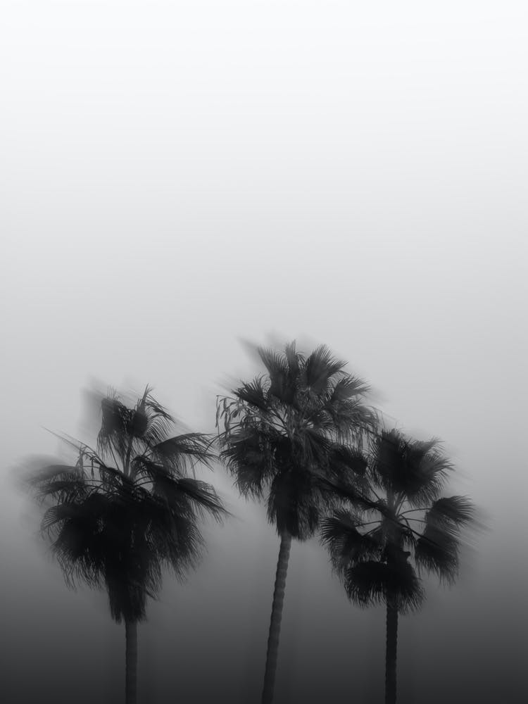 California Palm Trees Black and White Photography Blurry