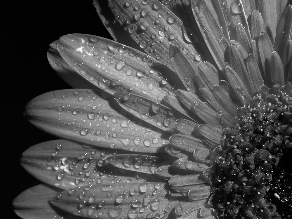 Black And White Flower 23