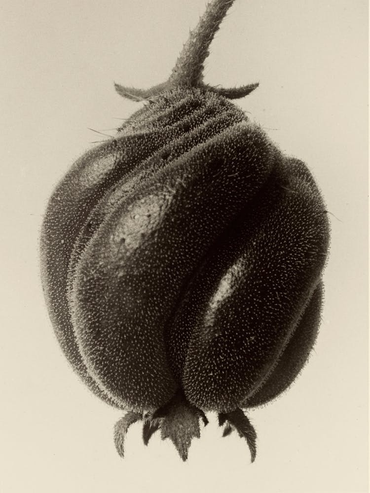 Blumenbachia Hieronymi (Loasaceae), Karl Blossfeldt