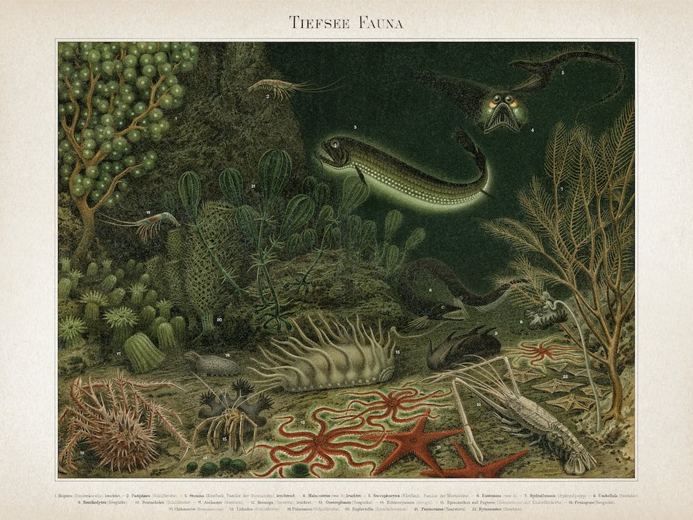 Vintage Meyers 4 Tiefsee Fauna