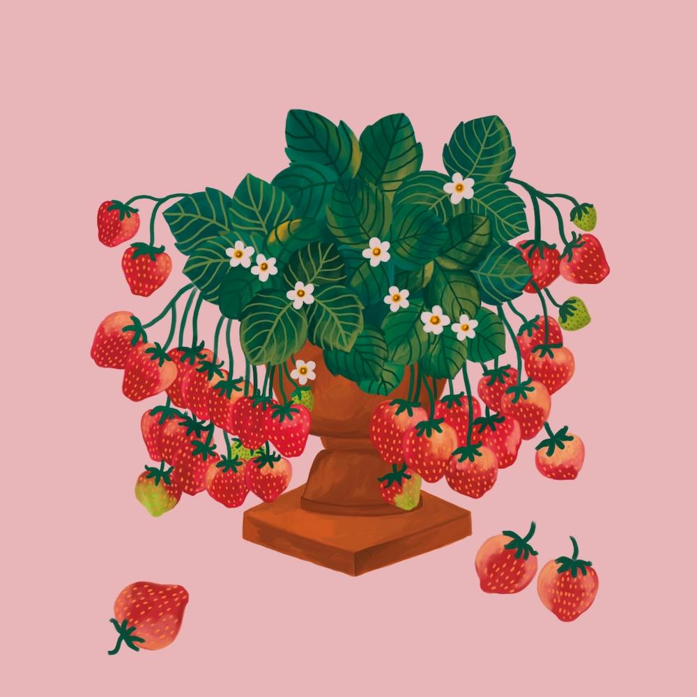 Strawberries