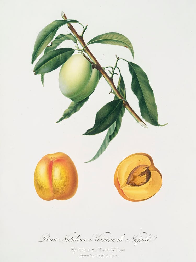 Apricot (Pesca Natalina) From Pomona Italiana (1817 - 1839), Giorgio Gallesio 1