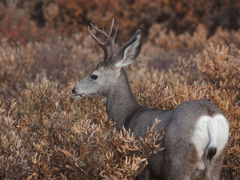 Deer In Bushes