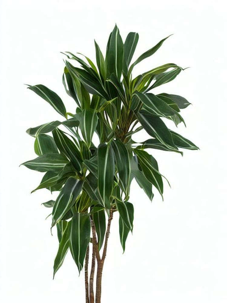 Lucky Bamboo (Dracaena Sanderiana) Watercolor