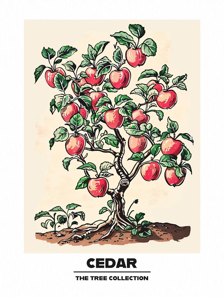 Cedar Tree Storybook Illustration 3 Poster