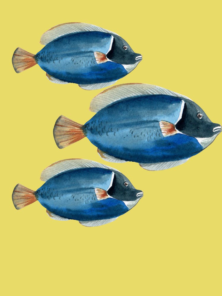 Blue Tang sea