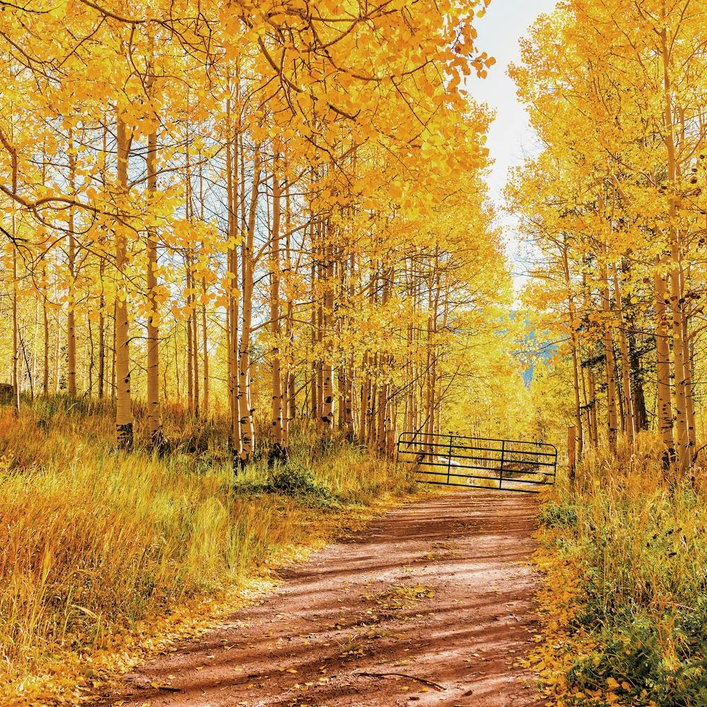 Autumn Hike Through Forest