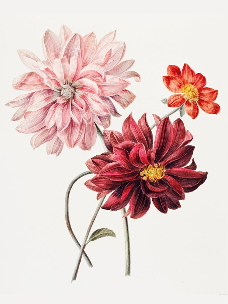 Dahlias