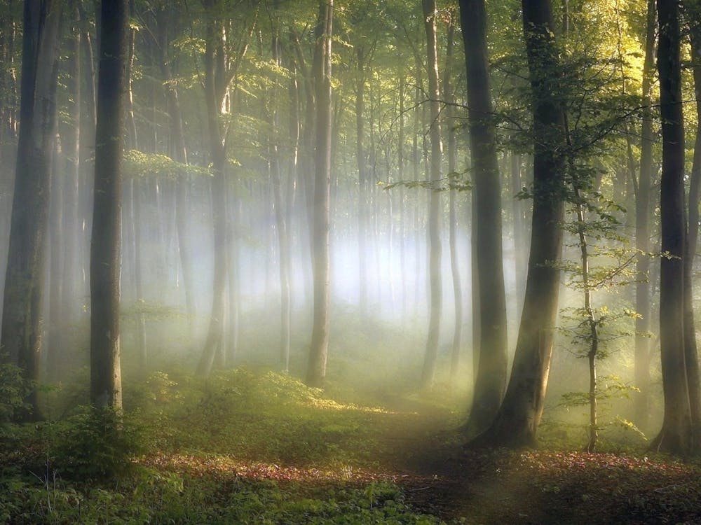 Misty Forest 1