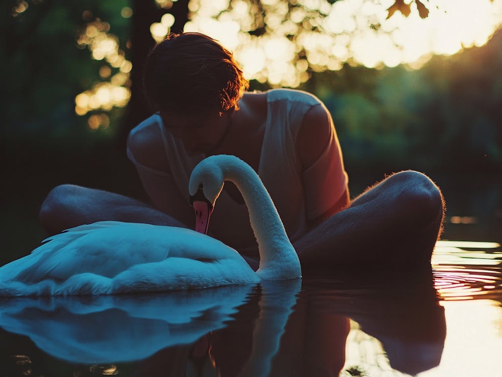 Portrait Of A Swan 1