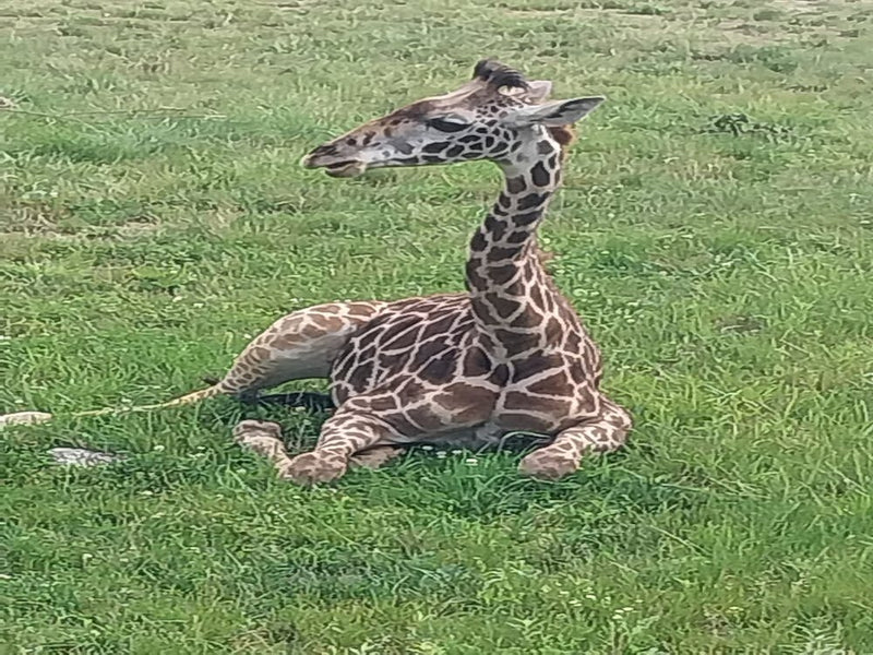 Baby giraffe