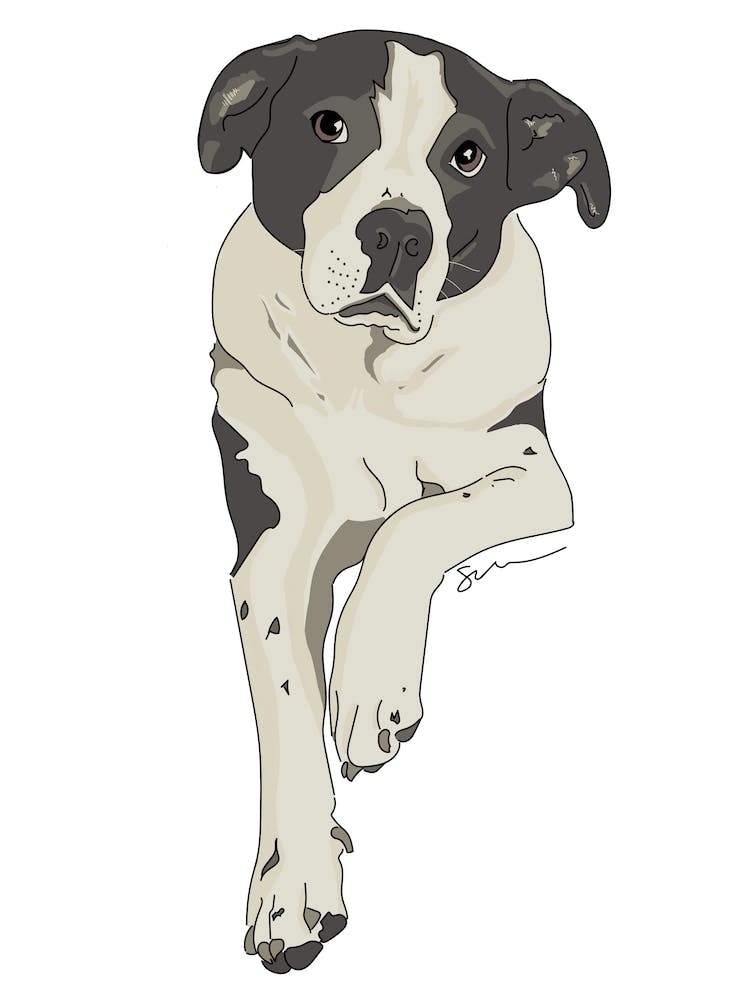 Black & White Dog Lounging