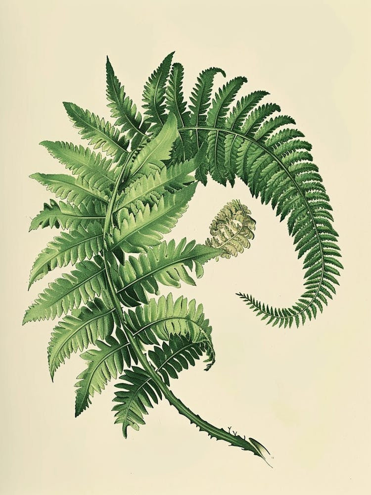 Vintage Illustration Upside Down Fern 4