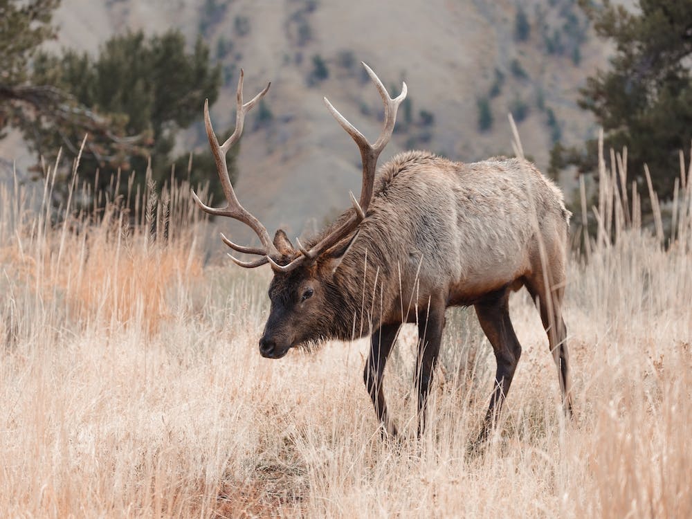 Elk In Mountain Meadow