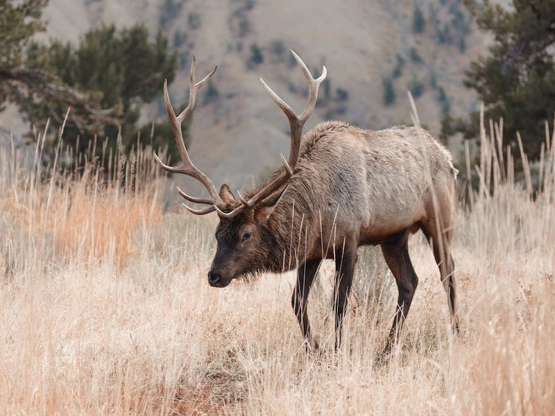 Elk In Mountain Meadow