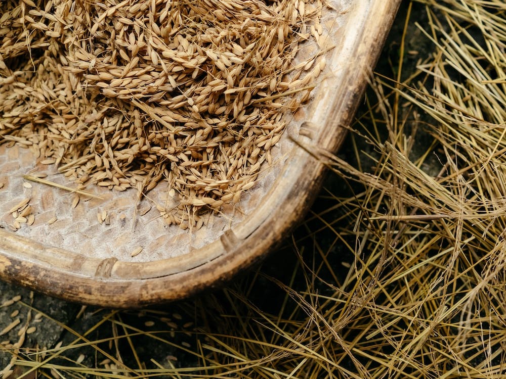 Peeling Rice, Philippines