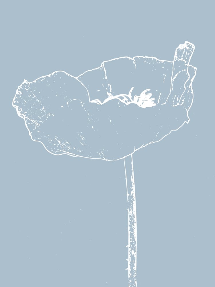 Poppy Line Drawing - Opening