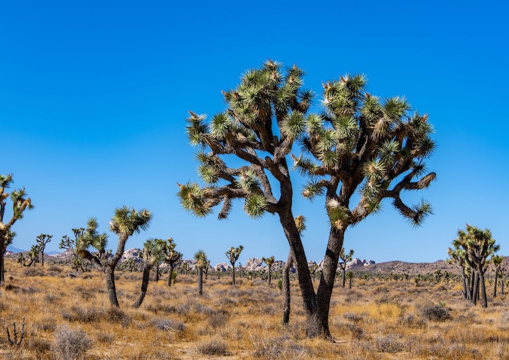 Joshua Trees In The Mojave Desert