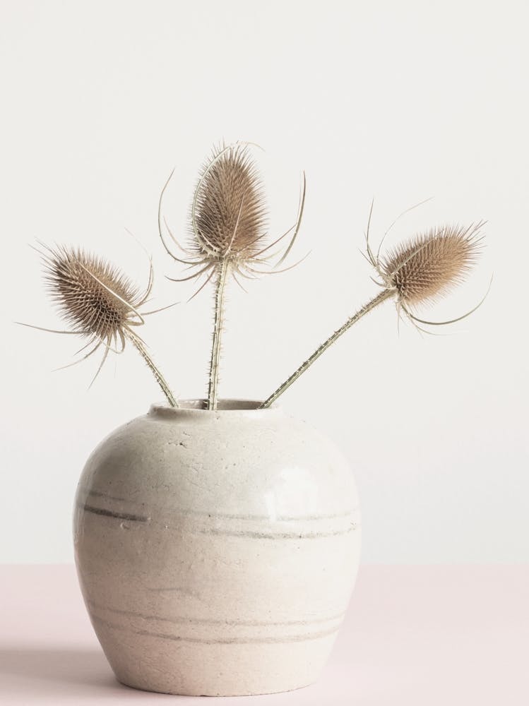 Dried Tistel in Pot_2114231