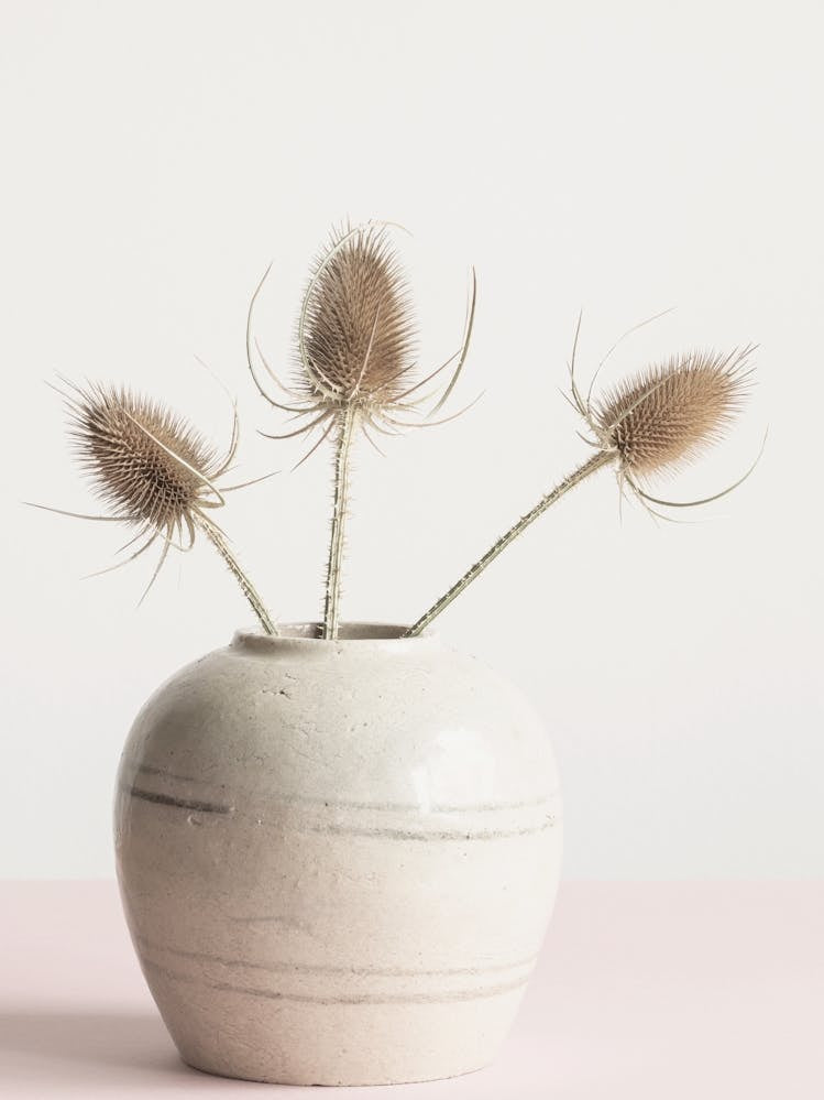 Dried Tistel in Pot_2114231